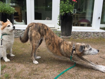 Layla und Säble mit Silberhalsband