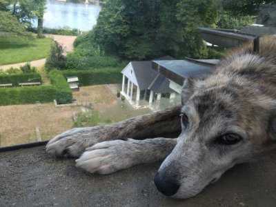 Layla mit Ausblick auf das Atelier