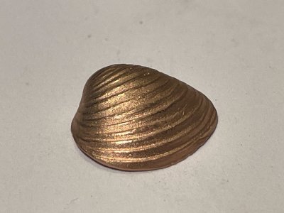 variable Muschel